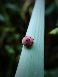 Close-up of ladybug on plant