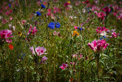 Close-up of pink flowers blooming in field