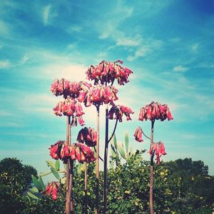 Low angle view of flowers against blue sky