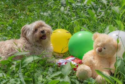 Dog relaxing by teddy bear and balloons on field
