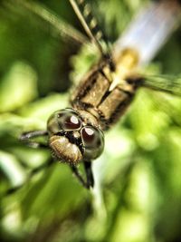 Close-up of insect on flower