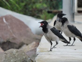 Close-up of bird perching on rock