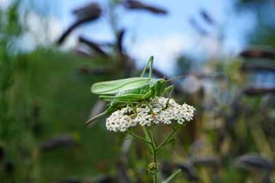 Close-up of white flowering plant