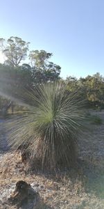 Trees on field against clear sky
