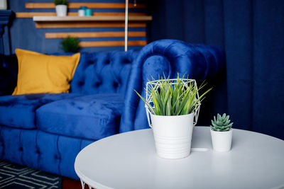 Potted plant on table at home