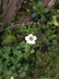 Close-up of white flowering plant