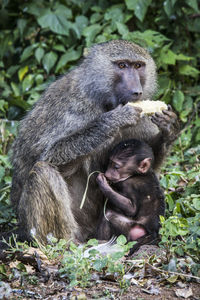 Close-up of monkeys