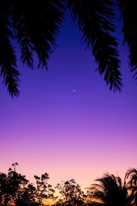 Low angle view of silhouette trees against sky at sunset