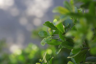 Close-up of fresh green plant
