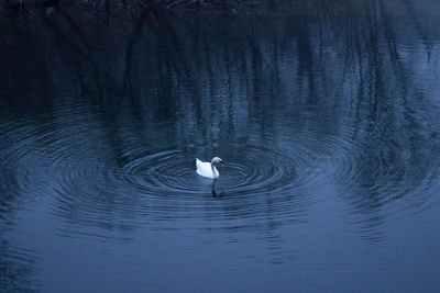 Swan in lake