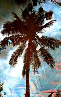Low angle view of palm tree against sky