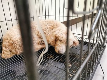 High angle view of a dog in cage