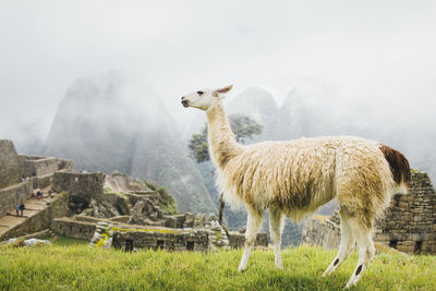 Sheep standing in a field