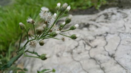 Close-up of flowers