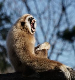 Close-up of monkey yawning while sitting on tree trunk