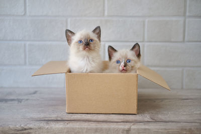 Portrait of kitten in box