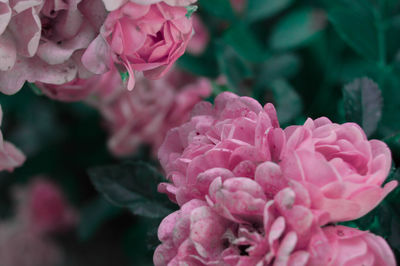 High angle view of pink flowers growing in park