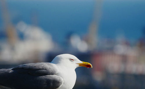 A seagull rests peacefully on the roof of a house overlooking the port of the italian city of genoa.
