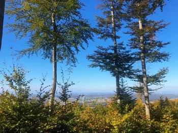 Trees growing in forest against sky