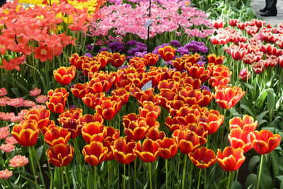 Close-up of orange tulips blooming in park