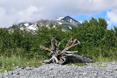 Scenic view of tree mountain against sky