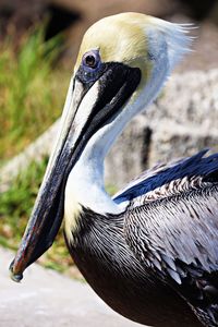 Close-up of a bird