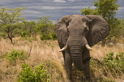Elephant in a field