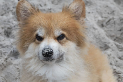 Close-up portrait of a corgi dog on the beach with sand on her nose