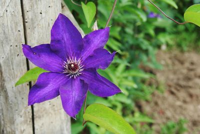 Close-up of purple flower blooming outdoors