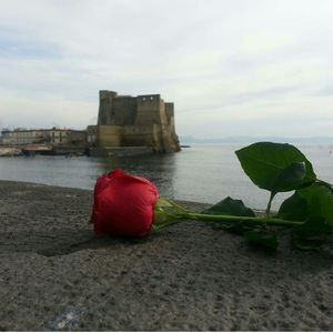 Red rose in sea against sky