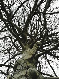 Low angle view of bare tree against sky