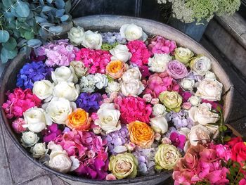 High angle view of multi colored roses on plant