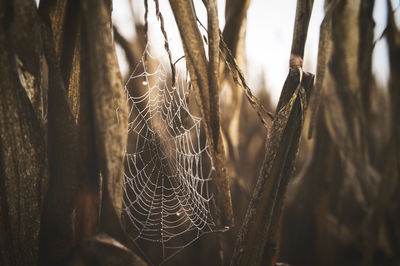 Close-up of spider web