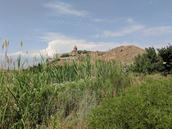 Monastery of khor virap framed by grass growing on field against sky