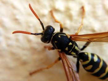Close-up of insect