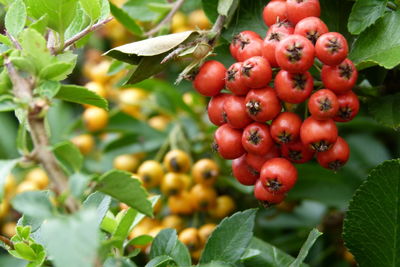 Close-up of cherries growing on plant