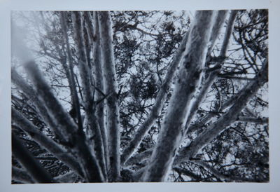 Bare trees in forest