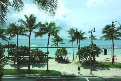 Palm trees on beach against sky