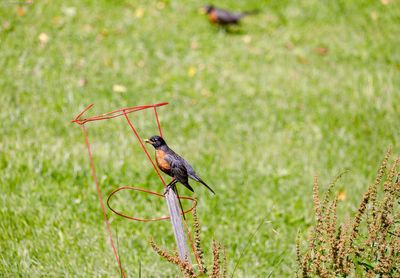 Bird perching on a field