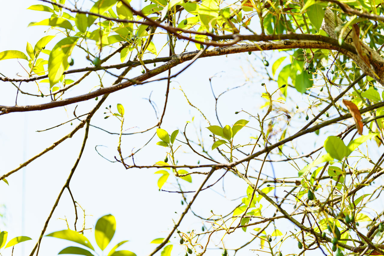 LOW ANGLE VIEW OF TREE BRANCH