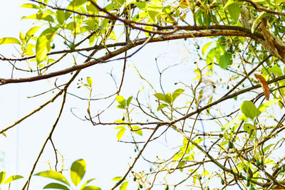 Low angle view of tree against sky