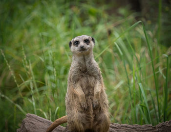 Portrait of an animal on field