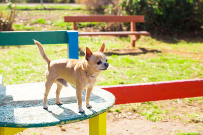 Portrait of dog standing on grass