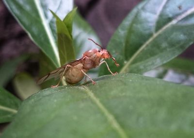 Close-up of insect on plant