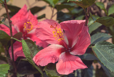 Close-up of pink hibiscus flower