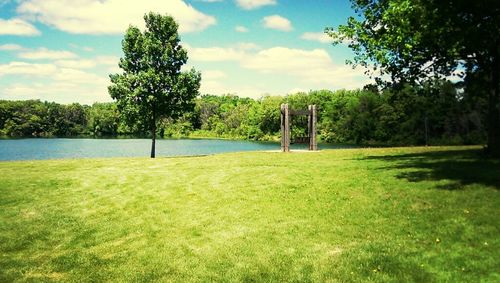 Trees on grassy field