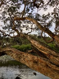 Low angle view of tree by lake in forest