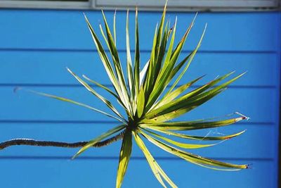 Close-up of plant against black background