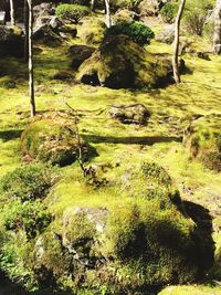 Trees on grassy field