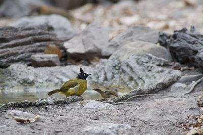 Bird on rock